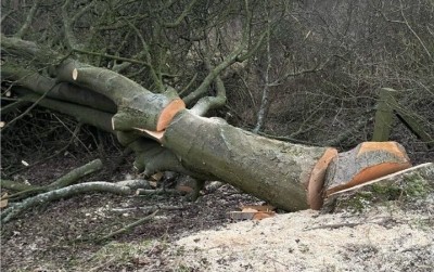 'Chipko Bareilly' to save trees from being felled 'Chipko Bareilly' to save trees from being felled