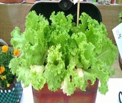Eating lettuce may protect astronauts' bones on Mars trip Eating lettuce may protect astronauts' bones on Mars trip