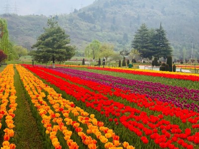 2 J&K cops held for taking money from Tulip garden ticket owner