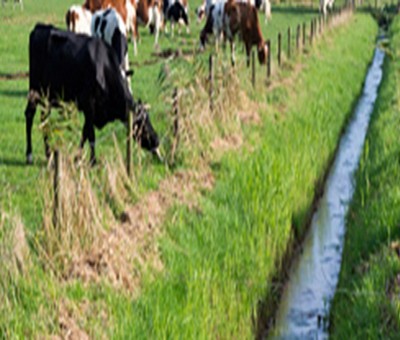 Mumbai: Cow falls & gets trapped in drain, rescue on Mumbai: Cow falls & gets trapped in drain, rescue on