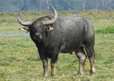 Buffalo death from dog bite makes people rush for rabies vax