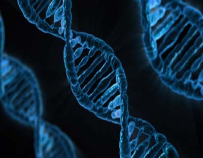 Aussie scientists unravel vital role of 'junk' DNA Aussie scientists unravel vital role of 'junk' DNA