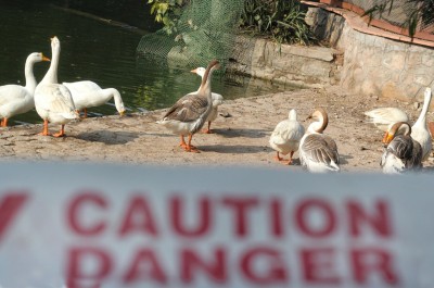 Avian flu scare in Bihar's Supaul after bird carcasses found