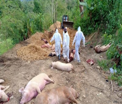 Fresh outbreak of African Swine Fever reported in Mizoram