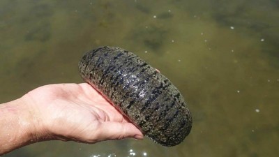 1080 kg of sea cucumber worth crores seized from Nagapattinam 1080 kg of sea cucumber worth crores seized from Nagapattinam