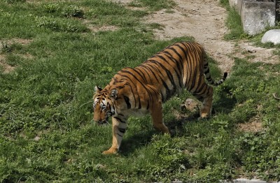 Man killed by tiger in UP's Dudhwa Tiger Reserve