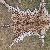 Leopard skin seized in Odisha, one held