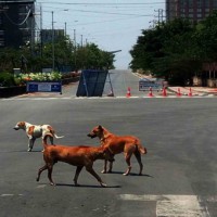 Stray dog stabbed to death in Delhi's Kalyanpuri