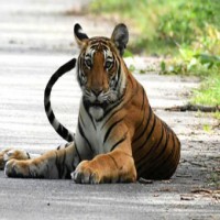 Farmer killed in tiger attack in UP