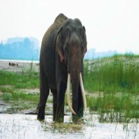 Elephant tramples woman to death in Dudhwa reserve
