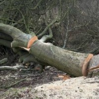 'Chipko Bareilly' to save trees from being felled