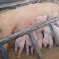 Rajasthan govt issues circular against confining mother pigs