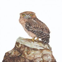 ID tools for 16 commonly found owl species launched to help law enforcement agencies