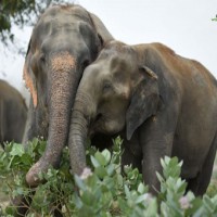 Karnataka will not provide elephants to PTR