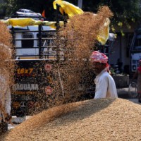 725.93 LMT paddy procured till March 6: Govt