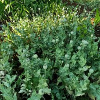 2 UP farmers found cultivating opium in field