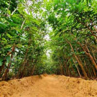 India 'missing' 25.87 mn hectares forests: CSE analysis
