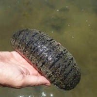 1080 kg of sea cucumber worth crores seized from Nagapattinam
