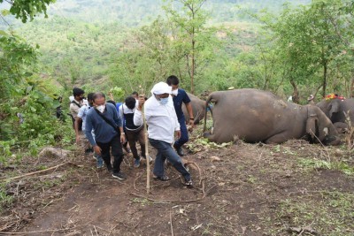 Death of 18 elephants in Assam 'mysterious', say experts