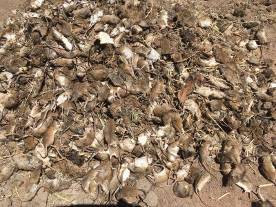 Australian farmers to get relief package for mouse plague Australian farmers to get relief package for mouse plague