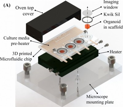 Scientists claim to develop brain tissue from 3D-printed bioreactor Scientists claim to develop brain tissue from 3D-printed bioreactor