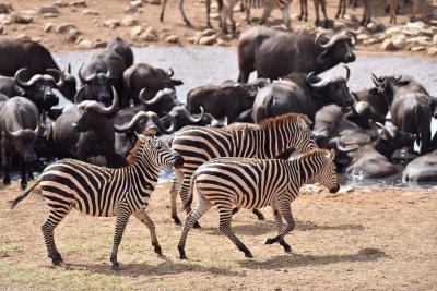 Kenya launches census to boost conservation of iconic species Kenya launches census to boost conservation of iconic species