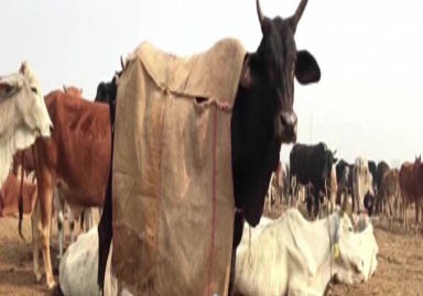BJP govt plans to introduce cow protection bill in Assam BJP govt plans to introduce cow protection bill in Assam