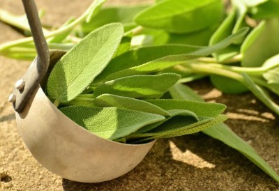 First phase of study of herbal Covid cure in Andhra completed First phase of study of herbal Covid cure in Andhra completed