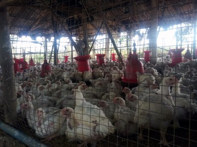 US CDC warns against poultry-related Salmonella outbreak US CDC warns against poultry-related Salmonella outbreak