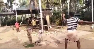 Vaughan hopes batting elephant has English passport Vaughan hopes batting elephant has English passport