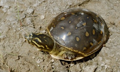 67 endangered turtles recovered from 4 poachers 67 endangered turtles recovered from 4 poachers
