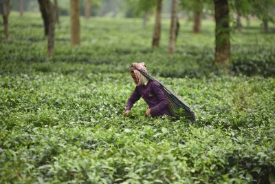 'BJP's decision cause each Assam tea worker to lose Rs 2,70,000 in 5 yrs' 'BJP's decision cause each Assam tea worker to lose Rs 2,70,000 in 5 yrs'