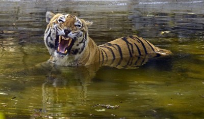 Zoos, wildlife sanctuaries to be shut in Bengal