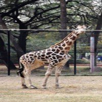 Four-year-old giraffe dies at Hyderabad Zoo