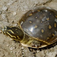 67 endangered turtles recovered from 4 poachers