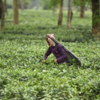 'BJP's decision cause each Assam tea worker to lose Rs 2,70,000 in 5 yrs'