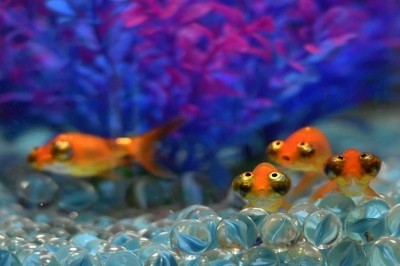 Pet goldfish might be threat to native biodiversity Pet goldfish might be threat to native biodiversity