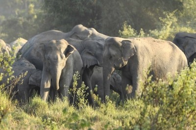 UP's Pilibhit Tiger Reserve to get 4 elephants from K'taka