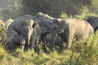 UP's Pilibhit Tiger Reserve to get 4 elephants from K'taka UP's Pilibhit Tiger Reserve to get 4 elephants from K'taka