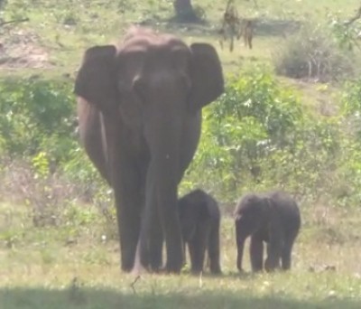 NHAI to redesign road in Nilgiris for free movement of wild elephants NHAI to redesign road in Nilgiris for free movement of wild elephants