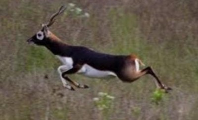 TN expert panel rejects proposal for mining license to protect endangered blackbucks TN expert panel rejects proposal for mining license to protect endangered blackbucks