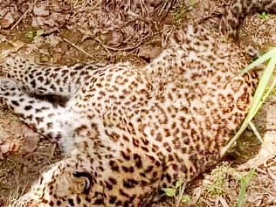 Leopard's carcass found in Anamalai Tiger Reserve of TN Leopard's carcass found in Anamalai Tiger Reserve of TN