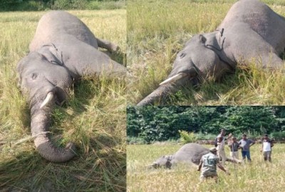 Human-animal conflict in K'taka, elephant shot dead Human-animal conflict in K'taka, elephant shot dead