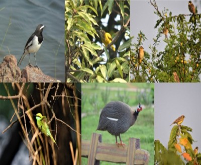 Vedanta Aluminium bolsters efforts towards conserving biodiversity Vedanta Aluminium bolsters efforts towards conserving biodiversity