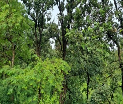 TN forest department to increase green cover in Nilgiris by 33% TN forest department to increase green cover in Nilgiris by 33%