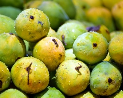 Famed Dharmapuri mangoes in TN to cost more as pests destroy crops Famed Dharmapuri mangoes in TN to cost more as pests destroy crops