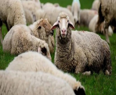 Himachal aims to double wool production Himachal aims to double wool production