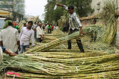 India becomes largest producer, second largest exporter of sugar India becomes largest producer, second largest exporter of sugar