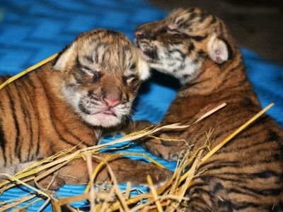 Two injured tiger cubs shifted to rehabilitation centre in MP Two injured tiger cubs shifted to rehabilitation centre in MP