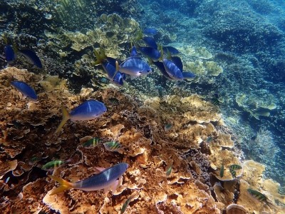 Scientists map living corals before and after marine heat wave Scientists map living corals before and after marine heat wave